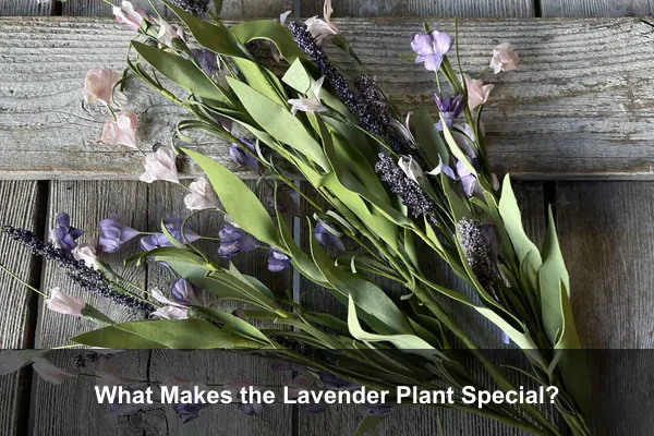 What Makes the Lavender Plant Special?