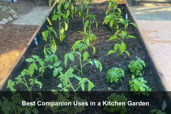 Best Companion Uses in a Kitchen Garden