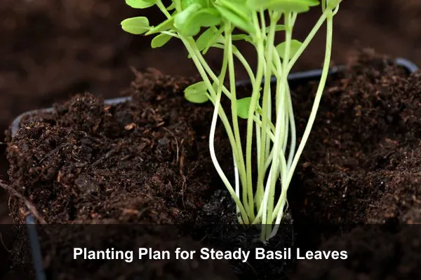 Planting Plan for Steady Basil Leaves