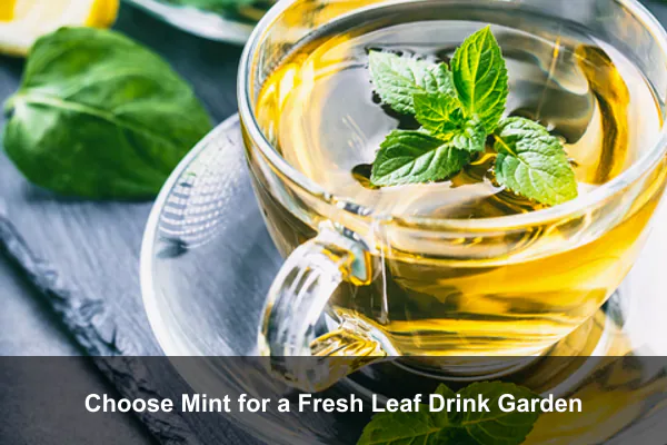 Choose Mint for a Fresh Leaf Drink Garden