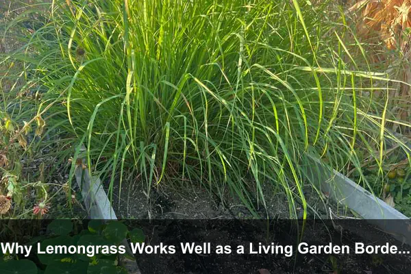 Why Lemongrass Works Well as a Living Garden Border
