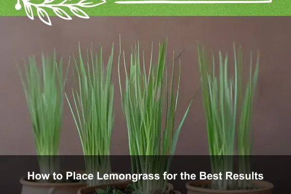 How to Place Lemongrass for the Best Results