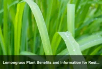 Lemongrass Plant Benefits and Information for Resilient Garden Borders