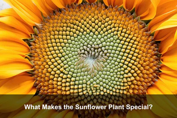 What Makes the Sunflower Plant Special?