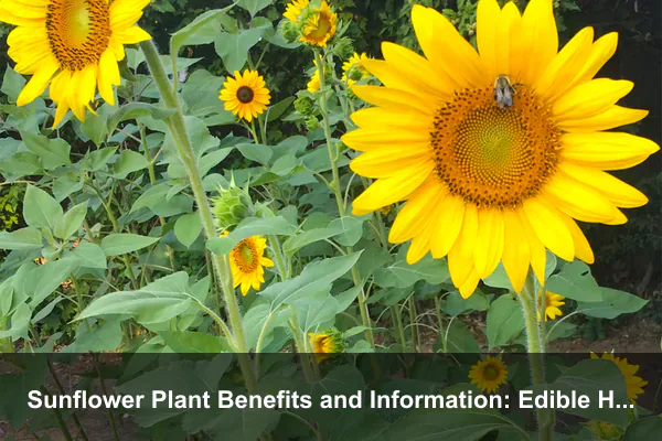 Sunflower Plant Benefits and Information: Edible Harvests, Natural Dye, and Practical Home Uses