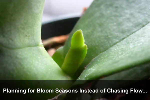 Planning for Bloom Seasons Instead of Chasing Flowers