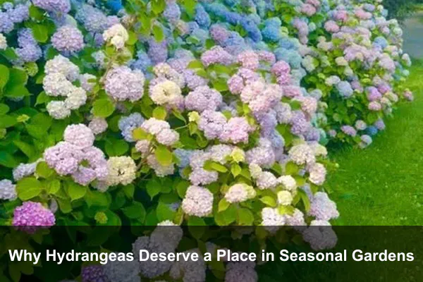 Why Hydrangeas Deserve a Place in Seasonal Gardens