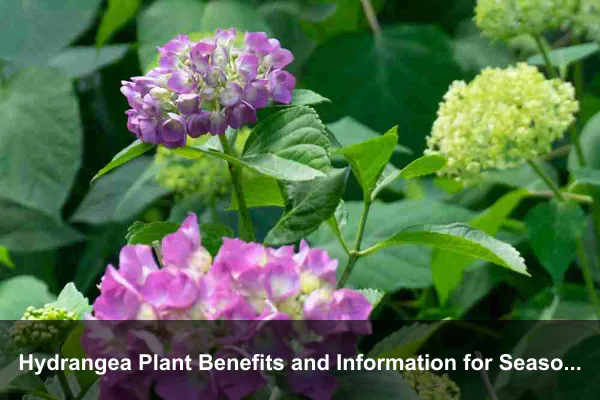Hydrangea Plant Benefits and Information for Seasonal Gardens and Cut Flowers