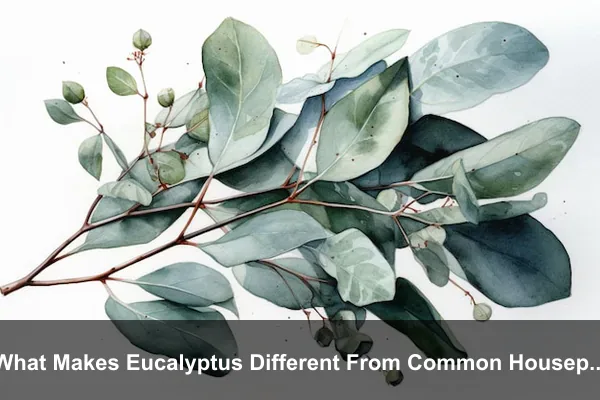 What Makes Eucalyptus Different From Common Houseplants?