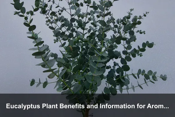 Eucalyptus Plant Benefits and Information for Aromatic Foliage and Climate-Smart Growing