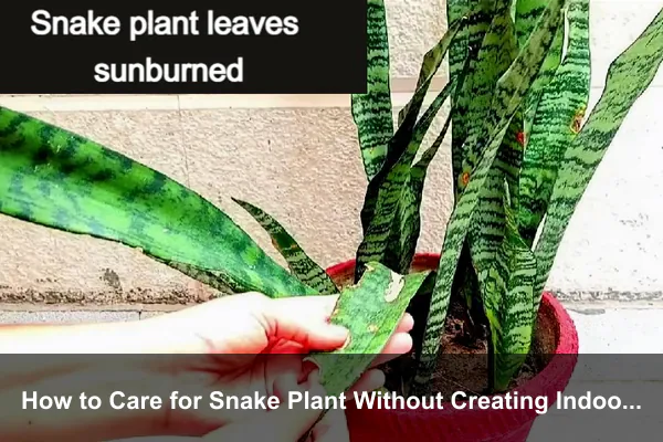 How to Care for Snake Plant Without Creating Indoor Irritants