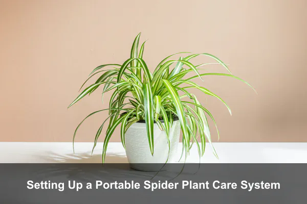 Setting Up a Portable Spider Plant Care System