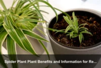 Spider Plant Plant Benefits and Information for Renters, Movers, and Flexible Homes Spider Plant Plant Benefits and Information for Renters, Movers, and Flexible Homes