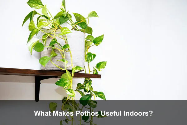 What Makes Pothos Useful Indoors?