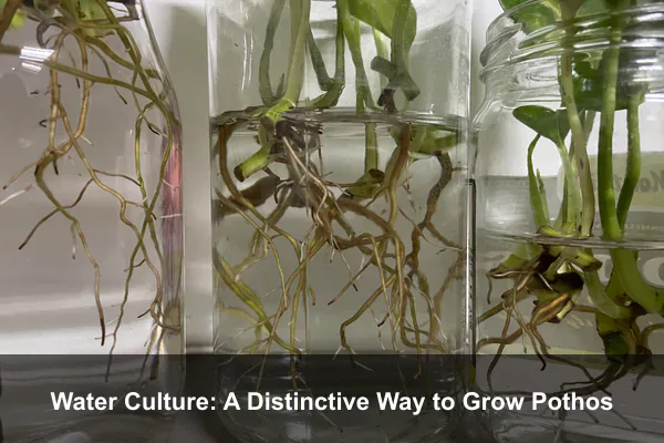 Water Culture: A Distinctive Way to Grow Pothos