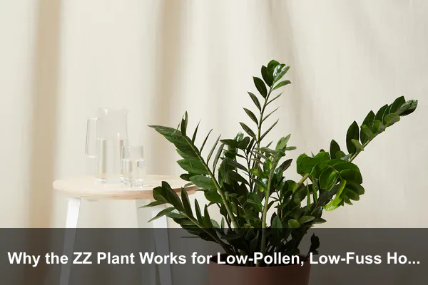 Why the ZZ Plant Works for Low-Pollen, Low-Fuss Homes