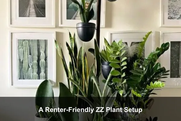 A Renter-Friendly ZZ Plant Setup
