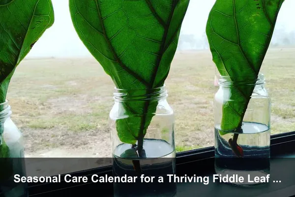 Seasonal Care Calendar for a Thriving Fiddle Leaf Fig