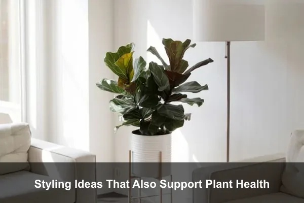 Styling Ideas That Also Support Plant Health