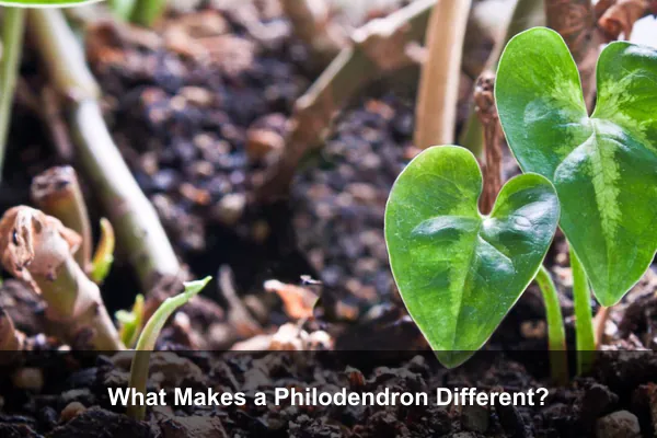 What Makes a Philodendron Different?