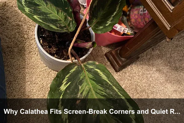 Why Calathea Fits Screen-Break Corners and Quiet Rooms