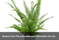Boston Fern Plant Benefits and Information for Calm Home Offices and Reading Nooks