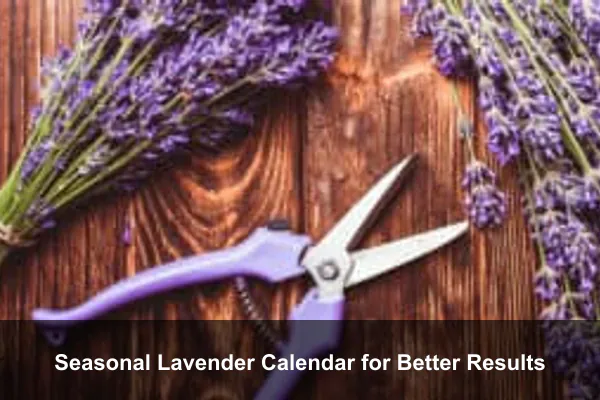 Seasonal Lavender Calendar for Better Results