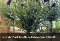 Lavender Plant Benefits and Information: Edible Borders and Practical Garden Planning