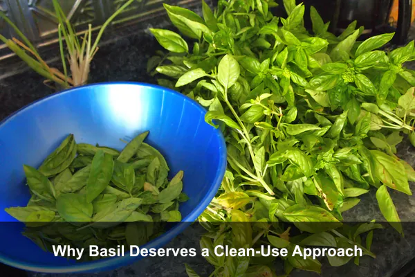 Why Basil Deserves a Clean-Use Approach