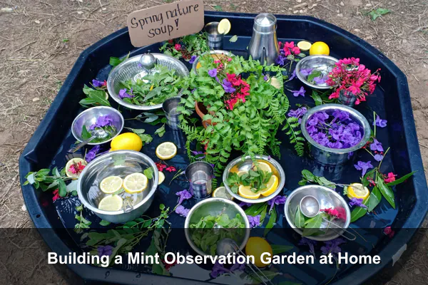 Building a Mint Observation Garden at Home