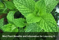Mint Plant Benefits and Information for Learning Gardens and Everyday Herb Skills