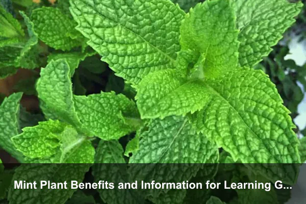Mint Plant Benefits and Information for Learning Gardens and Everyday Herb Skills