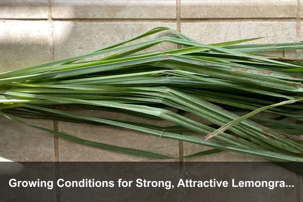 Growing Conditions for Strong, Attractive Lemongrass Clumps