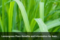 Lemongrass Plant Benefits and Information for Natural Garden Borders and Soil-Friendly Design Lemongrass Plant Benefits and Information for Natural Garden Borders and Soil-Friendly Design