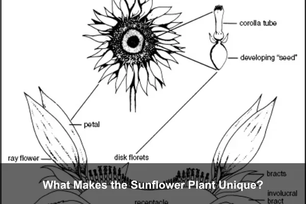 What Makes the Sunflower Plant Unique?