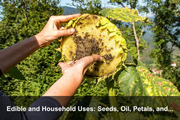 Edible and Household Uses: Seeds, Oil, Petals, and Dye