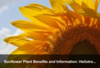 Sunflower Plant Benefits and Information: Heliotropism, Nutrition, Natural Dye, and Seasonal Uses Sunflower Plant Benefits and Information: Heliotropism, Nutrition, Natural Dye, and Seasonal Uses