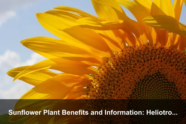 Sunflower Plant Benefits and Information: Heliotropism, Nutrition, Natural Dye, and Seasonal Uses