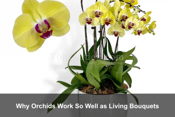 Why Orchids Work So Well as Living Bouquets