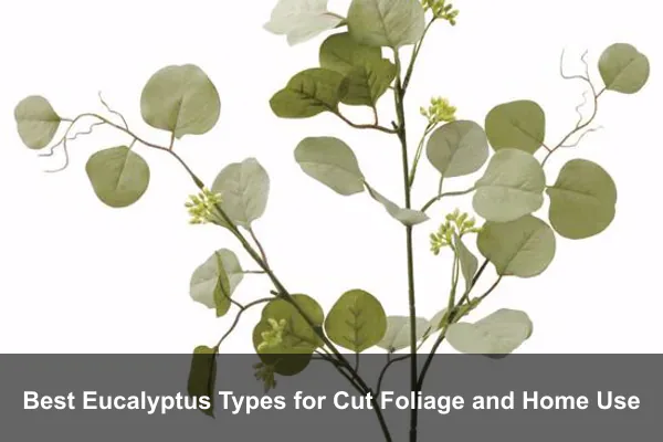 Best Eucalyptus Types for Cut Foliage and Home Use