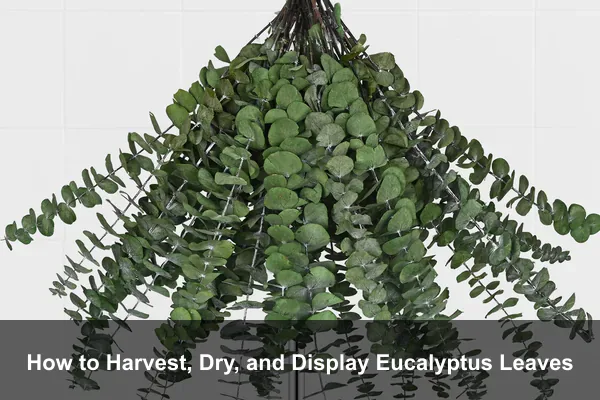 How to Harvest, Dry, and Display Eucalyptus Leaves