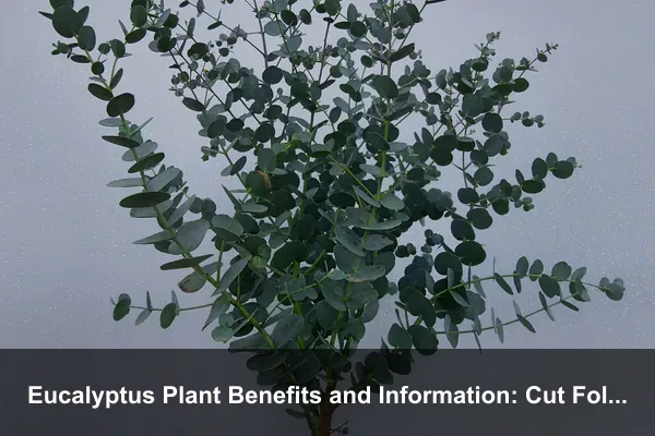 Eucalyptus Plant Benefits and Information: Cut Foliage, Scented Leaves, and Safe Home Styling