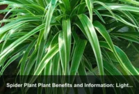 Spider Plant Plant Benefits and Information: Light Mapping, Shelf Styling, and Everyday Care