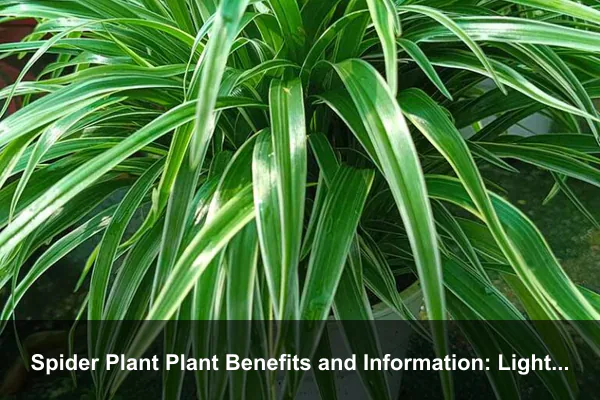 Spider Plant Plant Benefits and Information: Light Mapping, Shelf Styling, and Everyday Care