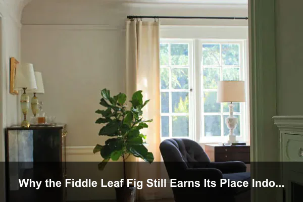 Why the Fiddle Leaf Fig Still Earns Its Place Indoors