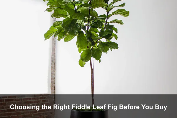 Choosing the Right Fiddle Leaf Fig Before You Buy