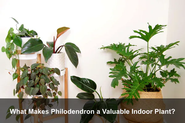 What Makes Philodendron a Valuable Indoor Plant?