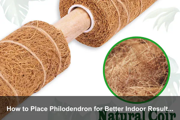 How to Place Philodendron for Better Indoor Results