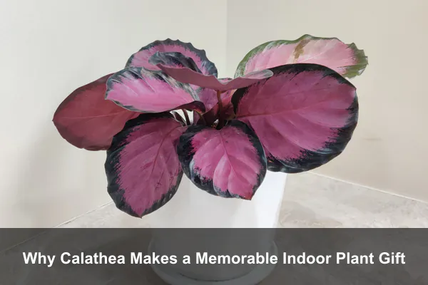 Why Calathea Makes a Memorable Indoor Plant Gift