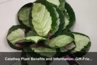 Calathea Plant Benefits and Information: Gift-Friendly Living Art and Smart Buying Guide Calathea Plant Benefits and Information: Gift-Friendly Living Art and Smart Buying Guide
